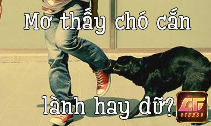 Giải mã giấc mơ bị chó cắn mang theo những ý nghĩa gì?