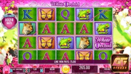 White Orchid slot: Giải mã bí ẩn của loài hoa lan trắng