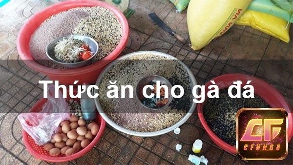 Các loại mồi cho gà đá là gì? Hướng dẫn cách chăm sóc