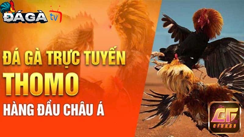 Đá gà thomo phát trực tiếp các trận đấu liên tục mỗi ngày