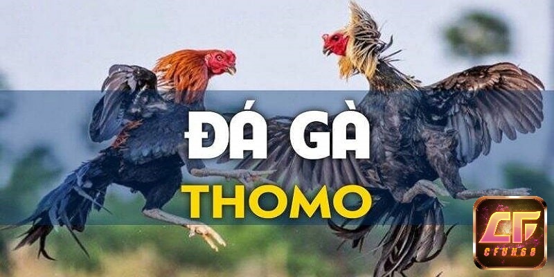 Đá gà Thomo là gì?